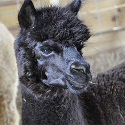 Alpacas - Crimson Moon Farm's fluffy yard ornaments