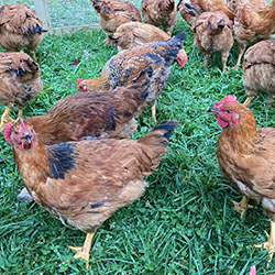 Meat birds on fresh grass at Crimson Moon Farm