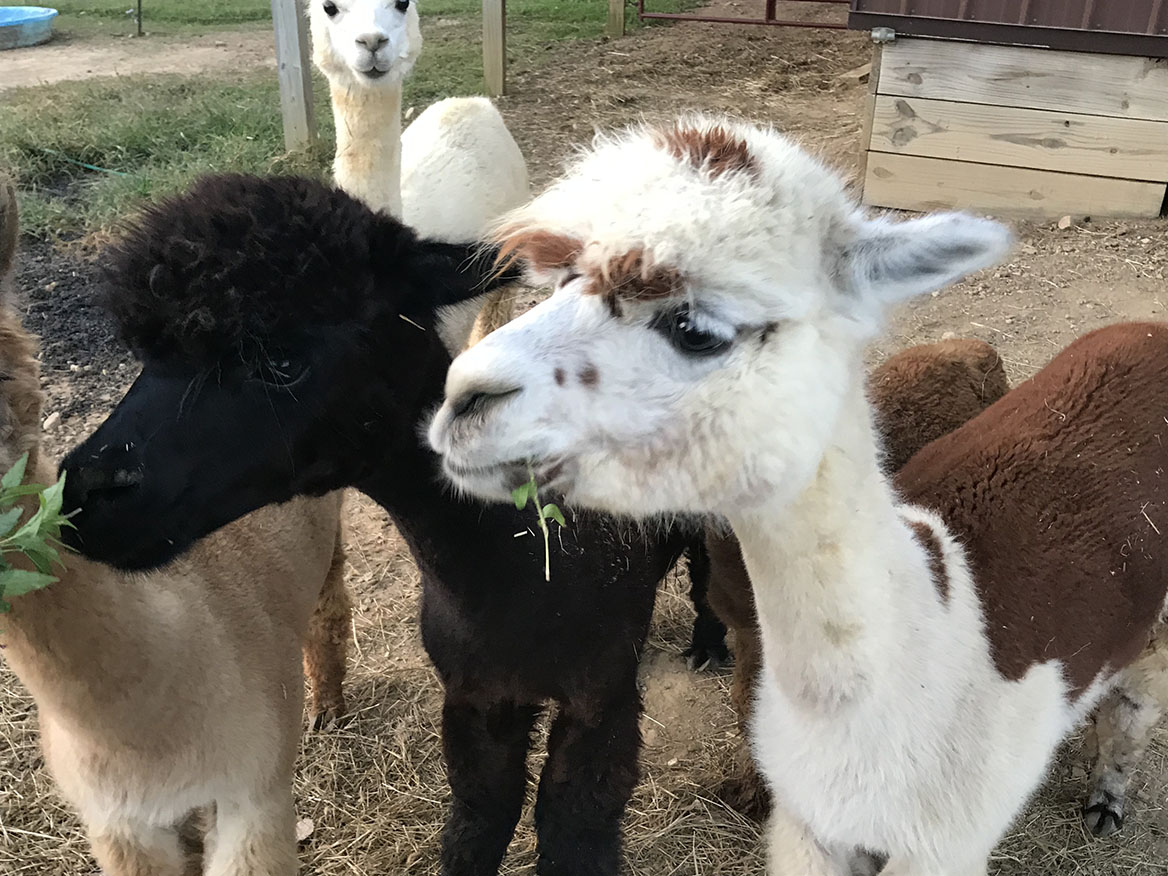 Alpacas being hand fed