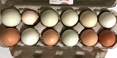 Crimson Moon Farm fresh eggs