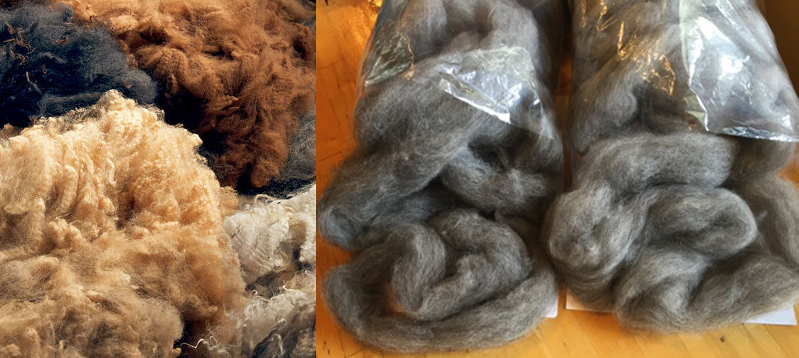 Raw alpaca fleece